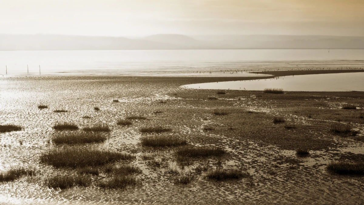 Green Gone Wrong : When Our Climate Solutions Start Hurting the Planet