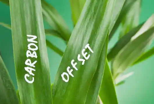 Advancing Carbon Market Integrity