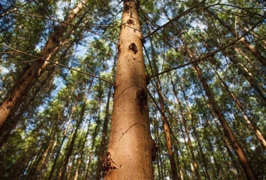 Kimberly-Clark Aims for 100% Natural Forest-Free Products.