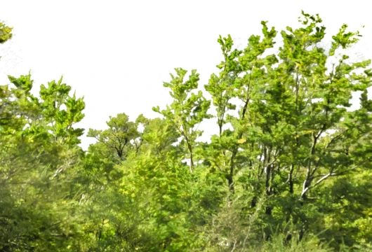 Environmentalists Call for Broader Tree Protection in Punjab