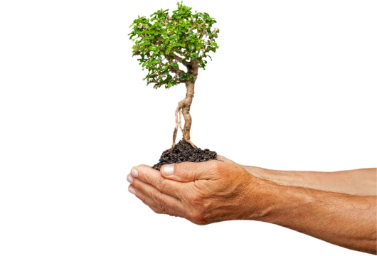 Grow-Trees.com Pledges 3 Million Tree Plantation