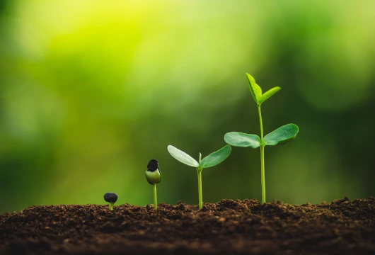 Jammu & Kashmir Aims to Plant 1.5 Crore Trees by March to Boost Afforestation