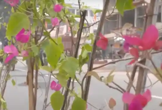 Ramayana Era Trees Planted in Ayodhya Ahead of Ram Temple Consecration