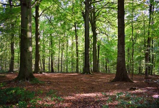 Tree Conservation Drive Gains Legal Momentum