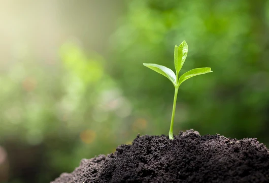 Indore Sets World Record in Tree Planting