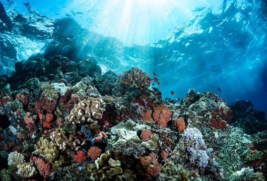 Coral Restoration Thrives in Maldives Resorts